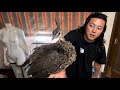 クジャクの親になって2ヶ月が経ちました