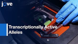 Transcriptionally Active Alleles Cell Analysis By Single Molecule FISH | Protocol Preview