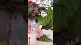 Subhana Allah | Feeding Baby Turtles