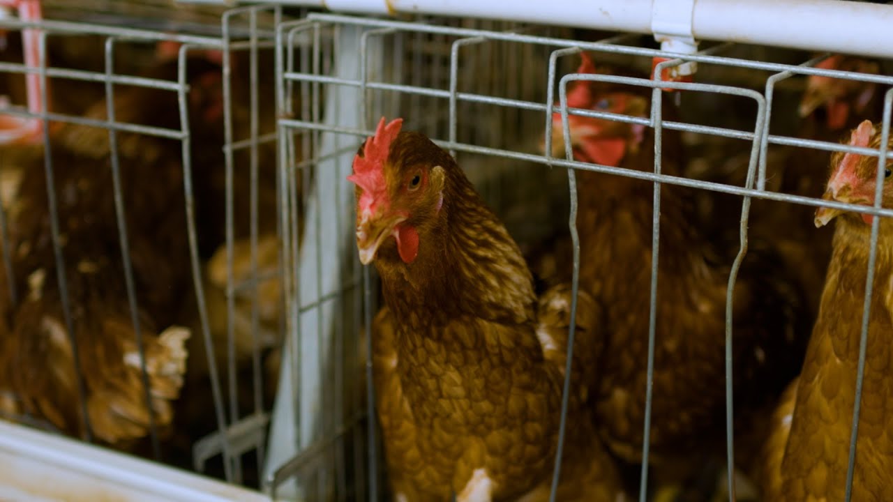 Poultry Farming in Puntland (Full Video)