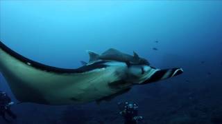 From: DiveFilm HD, Hammerhead Sharks, Whale Sharks, and the giant Mantas of Socorro