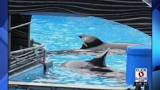 SeaWorld orca suffers injury to fin