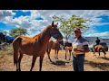 CAVALOSS Á VENDA NA FEIRA DE CAVALO DE CARUARU COM MEU AMIGO EMANUEL, OS MELHORES CAAVALOS É COM ELE