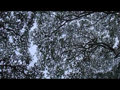 James Cahall  - Open Mind
