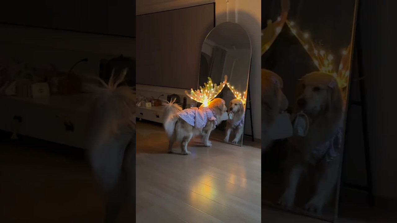 Wing Costume for dogs 