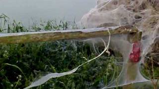 ermine moth webs