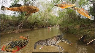 Alabama native fish creek collection!