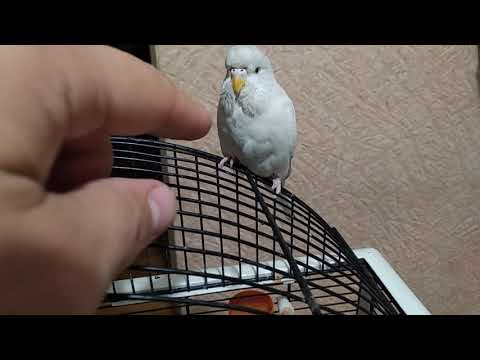Канарейки. Болезни   канареек и их лечение . Любимец Кеша!!!