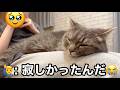 幸せそうで起こせない…寂しさを堪えていた猫の寝顔が愛おしすぎた