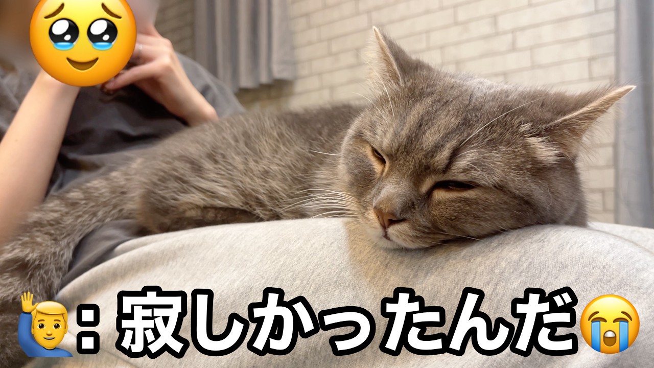 幸せそうで起こせない…寂しさを堪えていた猫の寝顔が愛おしすぎた