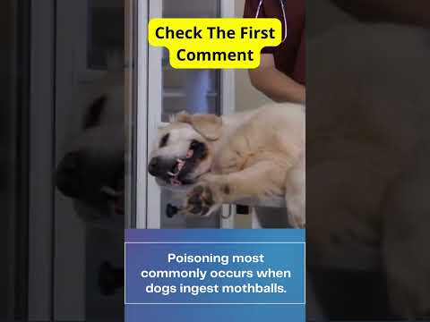 فيديو: أسباب القيء الدم في الكلاب