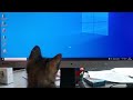 Cat and mouse (pointer)