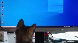 Cat and mouse (pointer)