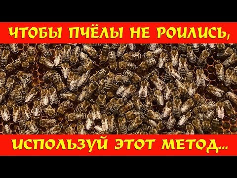 Видео: Чтобы пчёлы не роились, используй этот метод!