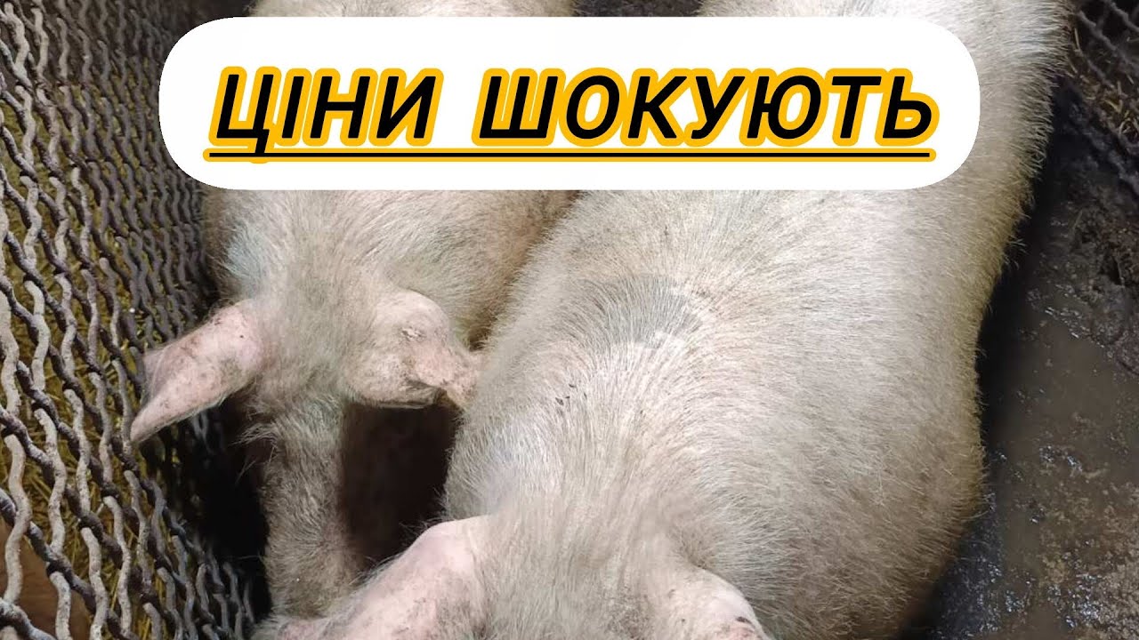 ЖИВА ВАГА ЦІНА ШОКУЄ. ВИХІД Є