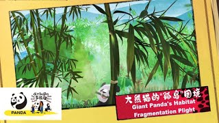 【The Giant Panda You Don’t Know】Giant Panda’s Habitat Fragmentation Plight | iPanda