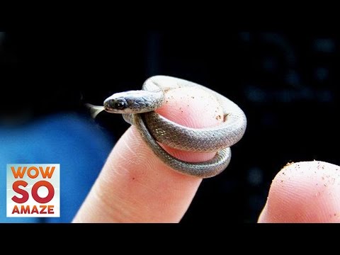 Top 5 Smallest Animals in The World