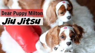 Dear Puppy Milton: Jiu Jitsu MMA UFC | Herky & Milton Cavalier King Charles | Mixed Martial Arts