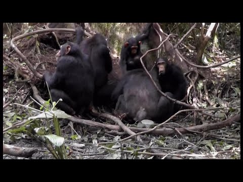 Chimpanzees show off their 'signature' drum beats (Global)