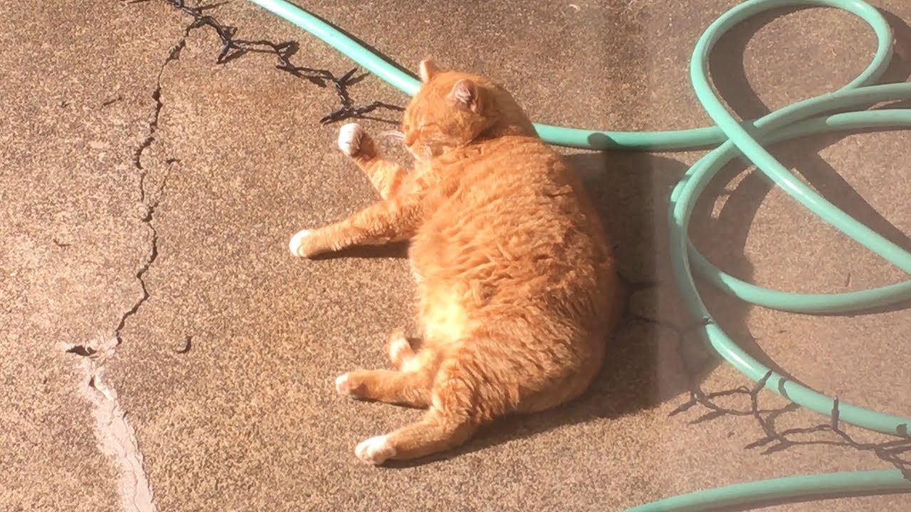 cat condo 2 mod apk M3FC 0442 Squinty sleeping in the sun by the new lights on the fence