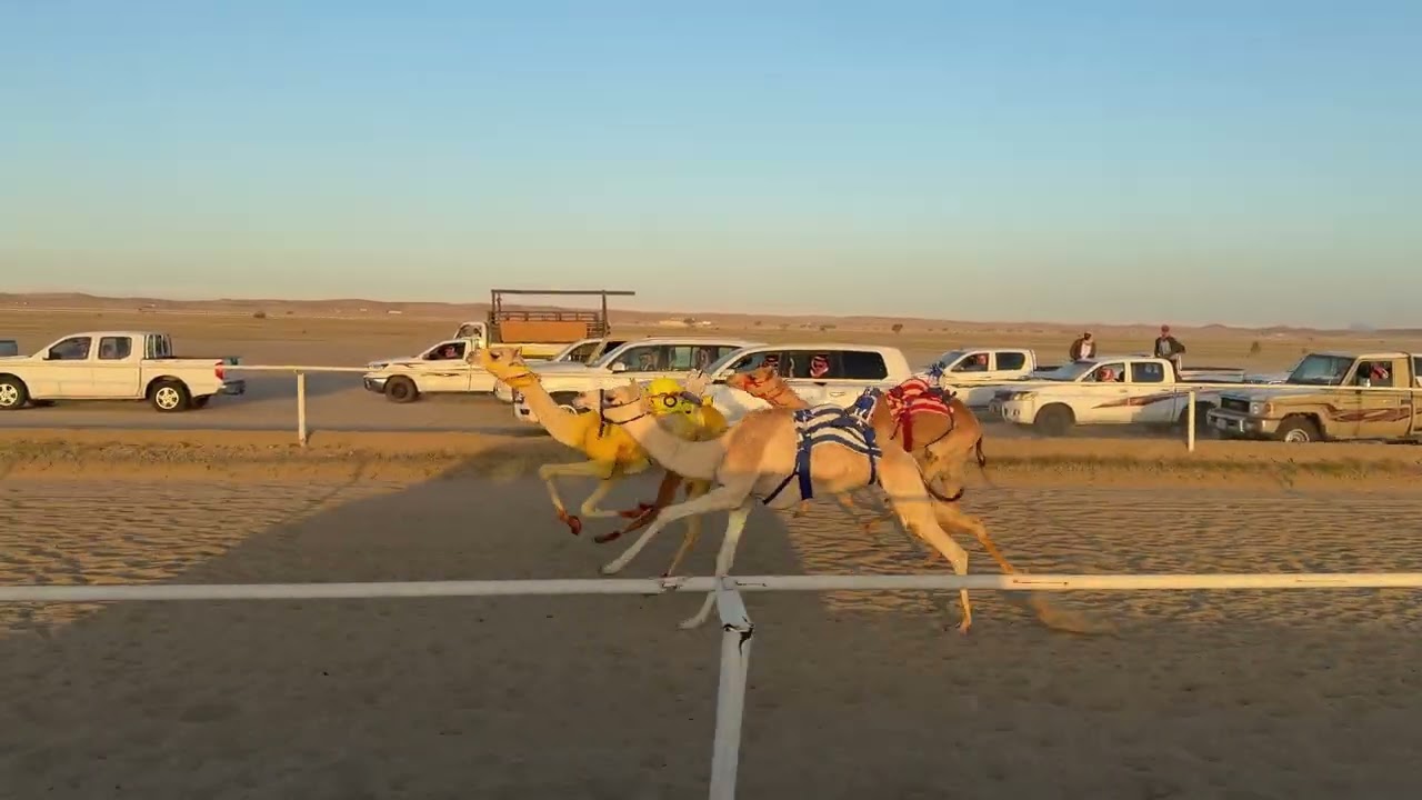 الشوط الخامس بكار مفاريد 1500 متر | ميراث / عبدالله بن رويشد الجهني