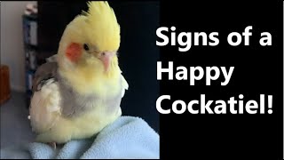 Signs of a Happy Cockatiel  Behaviour | TheParrotTeacher