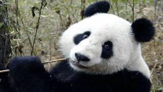 Google Panda Update Timeline - Take the Google Penalty Recovery Report