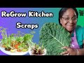 Regrow Your Favorite Vegetables From Scraps Successfully