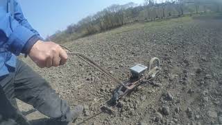 Сіємо кормовий буряк. ОВОЧІВНИЦТВО.