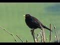 Sounds of nature blackbird 1 hour of the blackbirds song