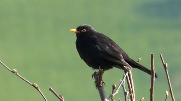 Sounds of Nature Blackbird 1 Hour of the Blackbird