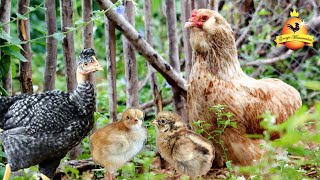 Modeled Chickens - A trend in free-range breeding, and more...