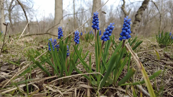 Ground Bees and Grape Hyacinth at DiFilippo