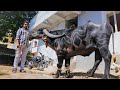 Bull ready for sadar 2020  hyderabadsadarsamela2020