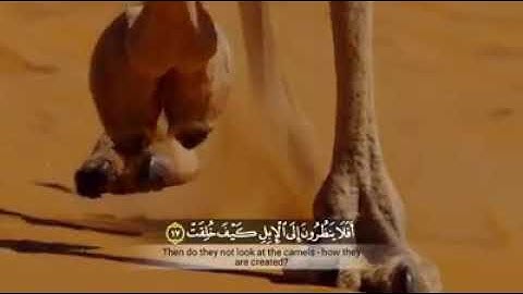 عبد الباسط عبد الصمد وتلاوة أفلا ينظرون إلى الإبل كيف خلقت