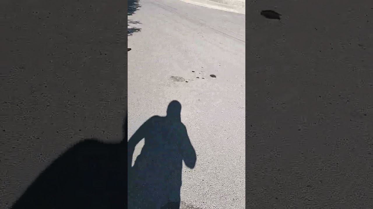 Ayuda para varias gatitas 🐱🐱 tendrán a sus bebés gatitos y a oso 🐻 y a luz para alimento 