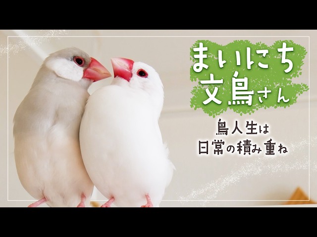 いろいろあって毎日にぎやかな鳥の日常【文鳥7羽】1 Hours of cute