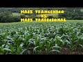 🚫 PELIGRO, Maíz transgénico y Maíz tradicional ||Peligro trangénicos || #transgenicos