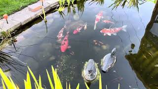 How the Koi pond keeps aerated.