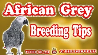 How to breed African Grey Parrot African grey parrot breeding tips Video No 231 screenshot 3
