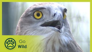 Two Eagles  Wild Italy: Top Predators 3/6  Go Wild