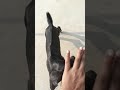 tange tange #shortvideo #video #trending