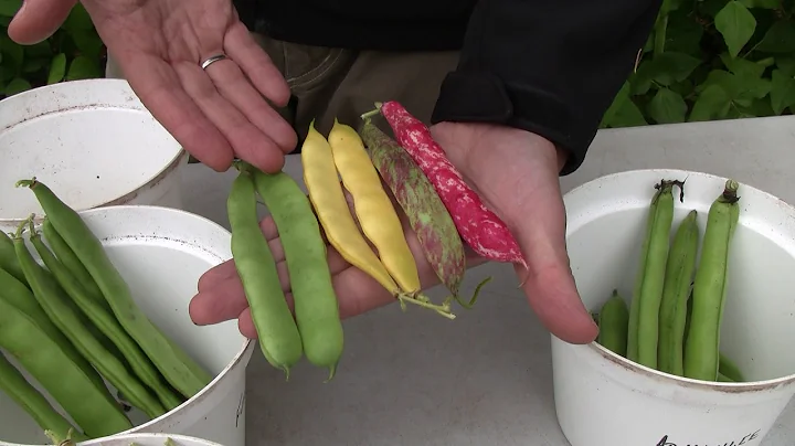 The Different types of Beans - Type and Variety Co...