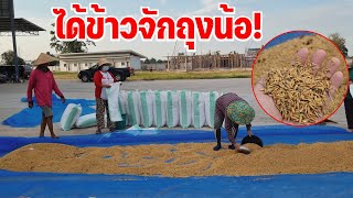 สิได้ข้าวจักถุงน้อ! สิพอกันกินบ่น้อ แบกข้าวขึ้นเล้าสาวน้อยเพชรบ้านแพง