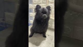 Grooming of a mixed breed Spitz with a Chihuahua