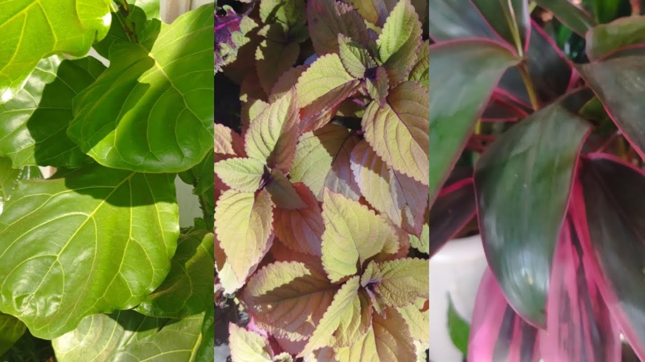 #Vamos ver como Minhas verdinhas ficam por esses dias aqui na  varanda do Rancho 🏡🪴🍁