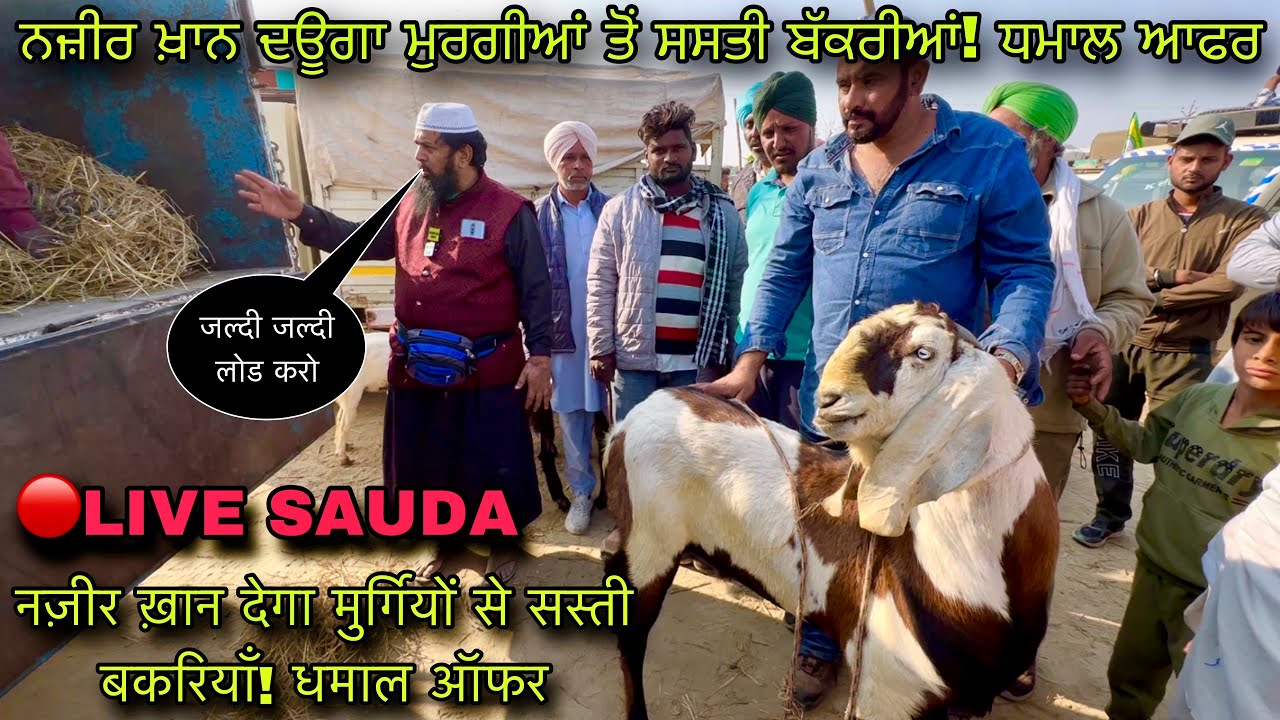 नज़ीर ख़ान देगा मुर्गियों से सस्ती बकरियाँ! धमाल ऑफर #live_sauda tungwali bakri bazar @farmingbaba