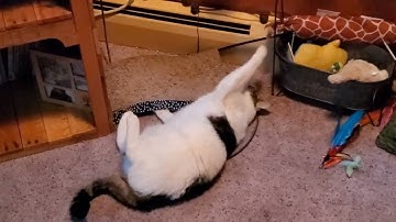 When the catnip is a too strong.  #cat #cats #catlover