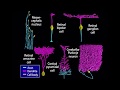 Embryology/Neurology - Neurogenesis [Animation]