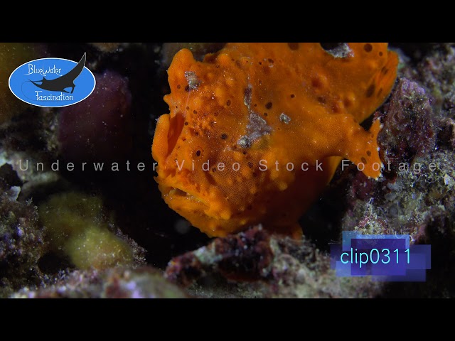 0311Orange frogfish at night. 4K Underwater Royalty Free Stock Footage.